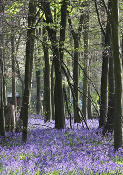Jacinthes des bois - au printemps